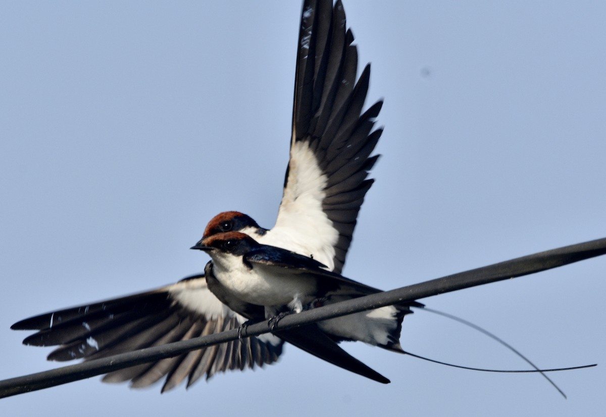 Wire-tailed Swallow - Venkat Ramaswamy