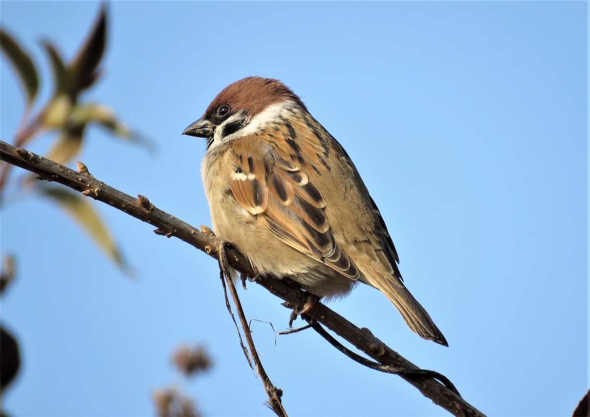 Eurasian Tree Sparrow - Elizabeth Skakoon