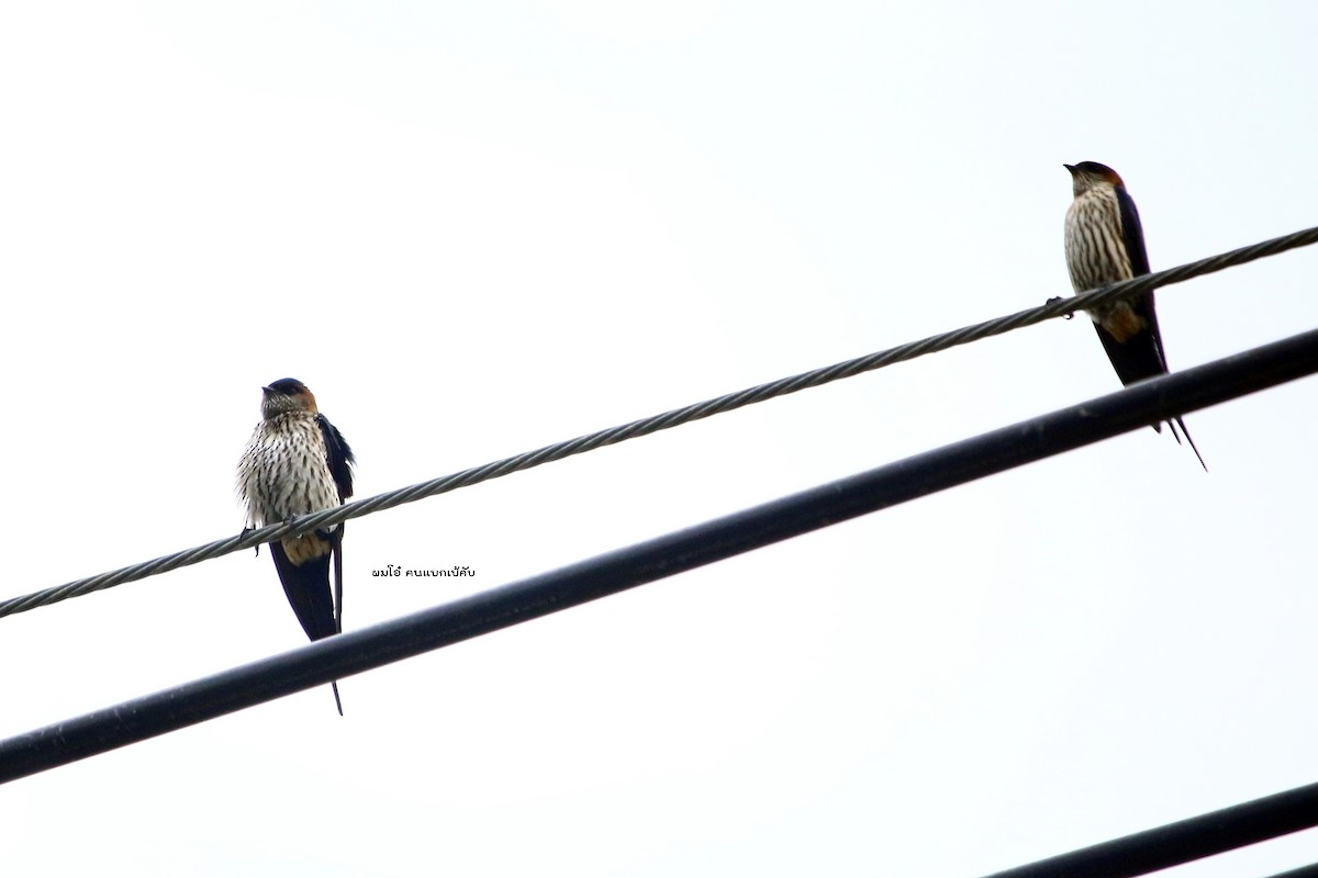 Striated Swallow - คมกฤช ว่องโชติกุล
