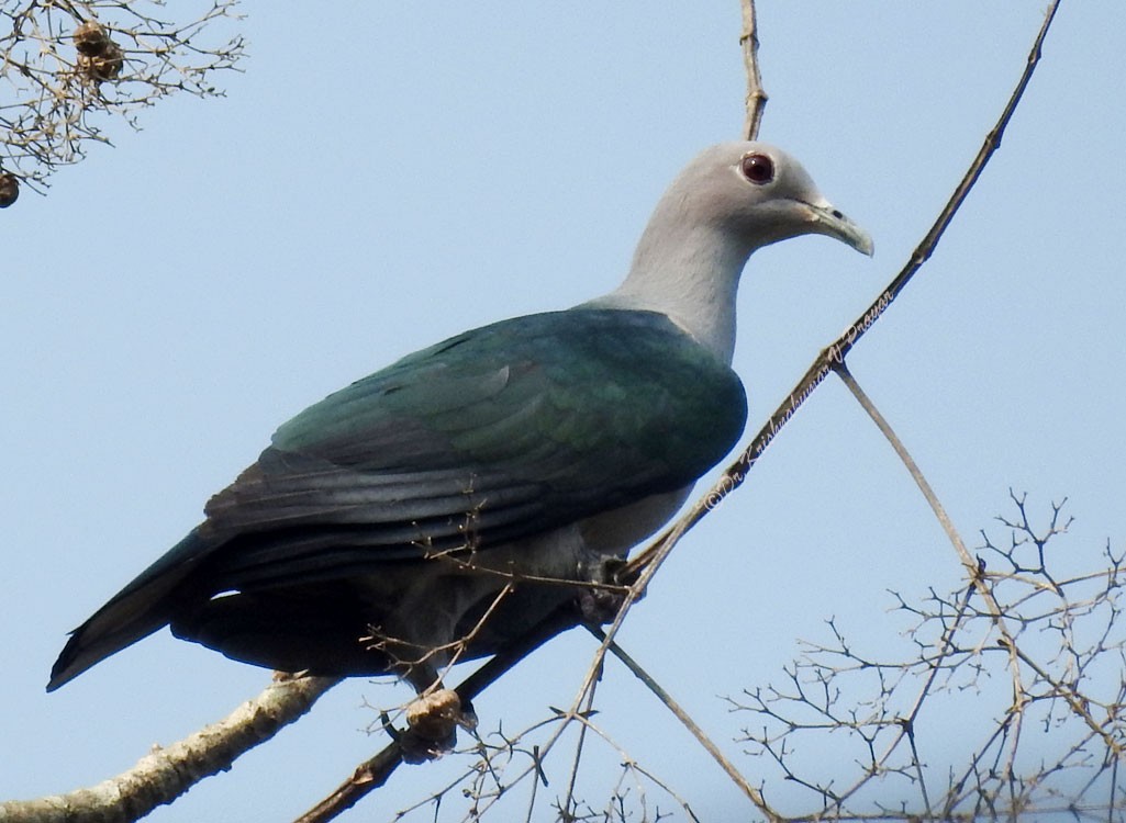 Green Imperial-Pigeon - Dr.Krishna kumar. V
