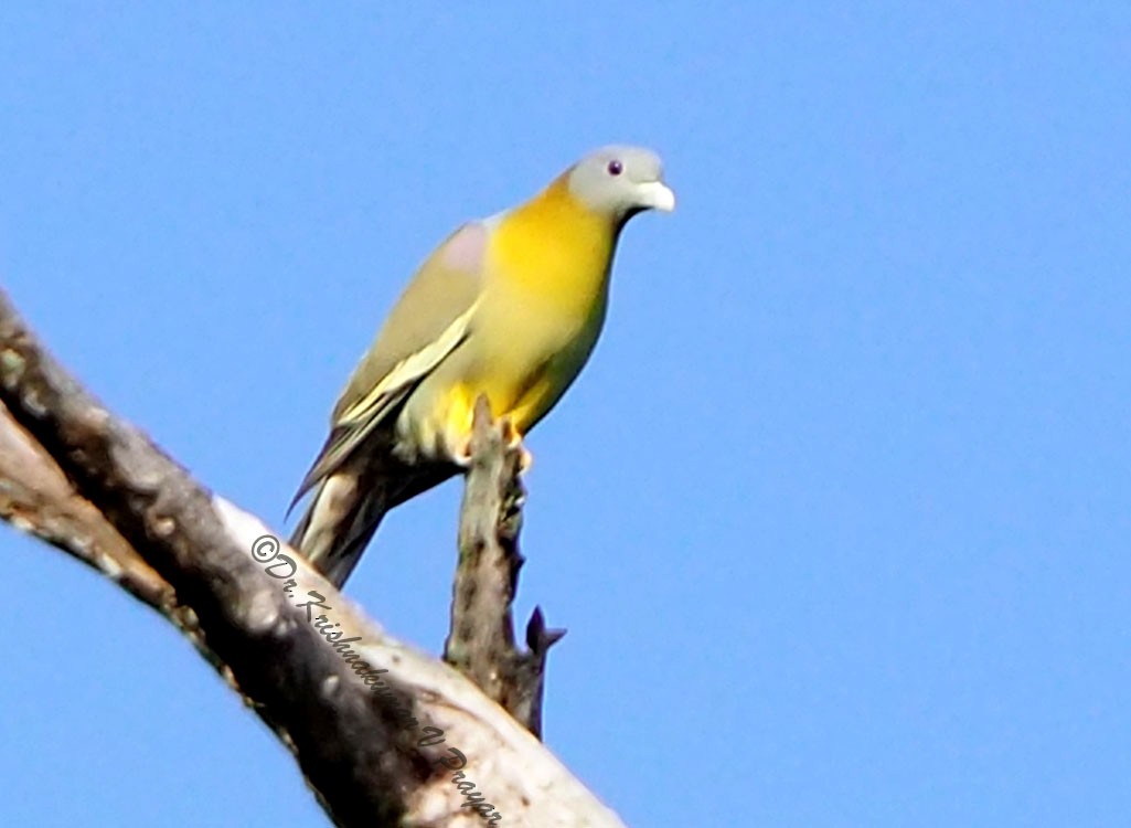 Yellow-footed Green-Pigeon - Dr.Krishna kumar. V