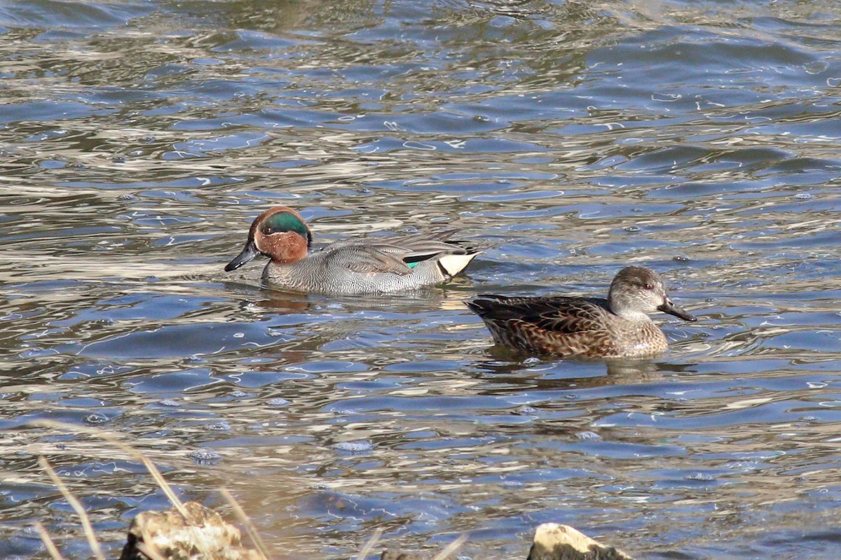 Green-winged Teal - ML192006651