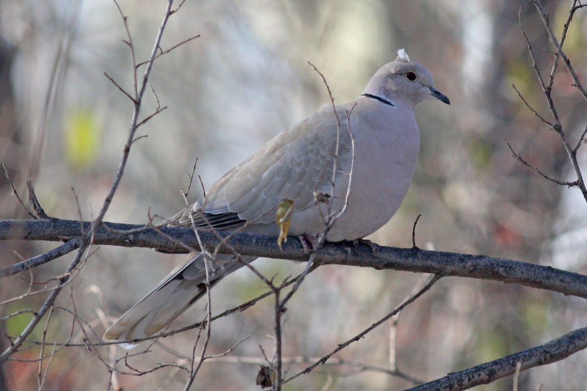 Eurasian Collared-Dove - ML192006751