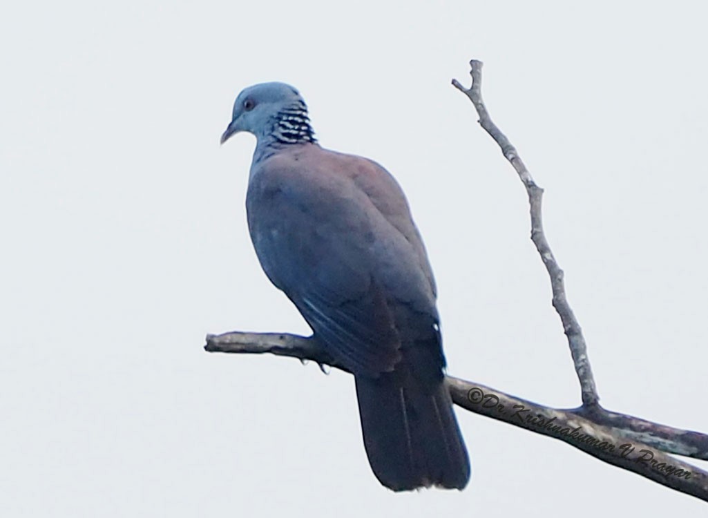 Nilgiri Wood-Pigeon - Dr.Krishna kumar. V
