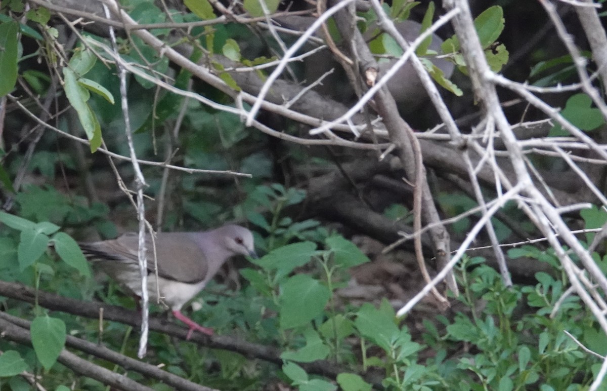 Gray-fronted Dove - ML192014751