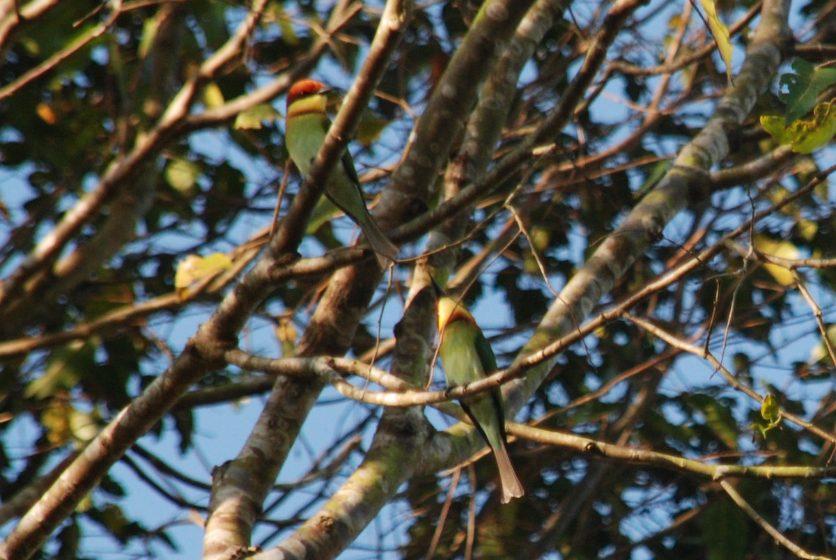 Chestnut-headed Bee-eater - ML192016641