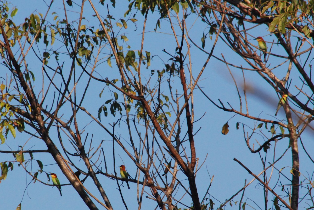 Chestnut-headed Bee-eater - ML192016661