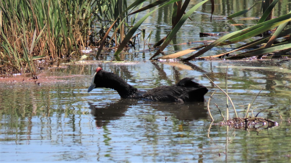 Red-knobbed Coot - ML192020581