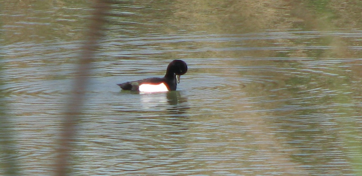 Tufted Duck - ML192022831