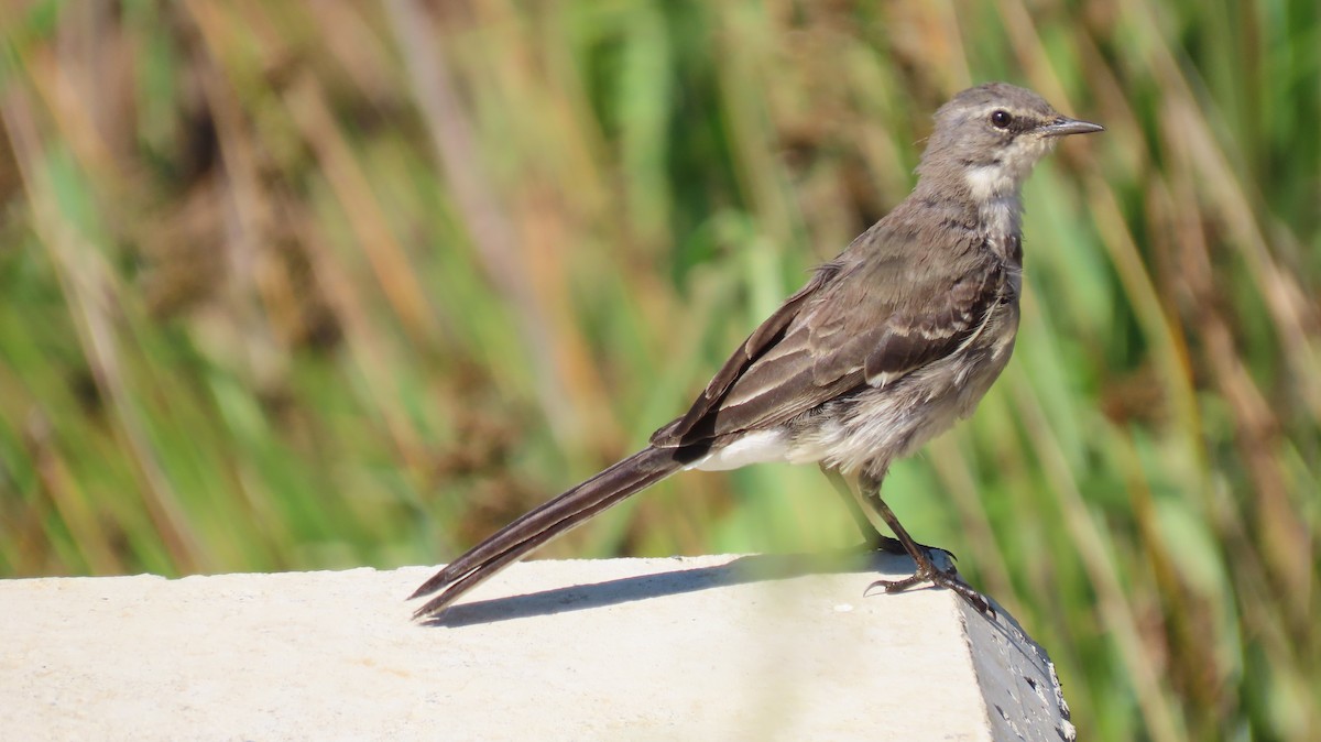 Cape Wagtail - ML192022911