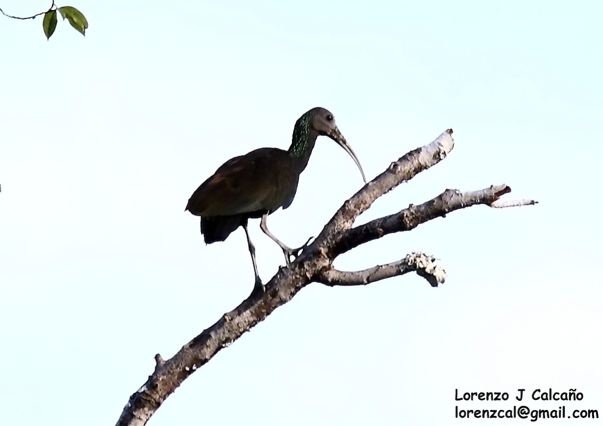 Green Ibis - Lorenzo Calcaño