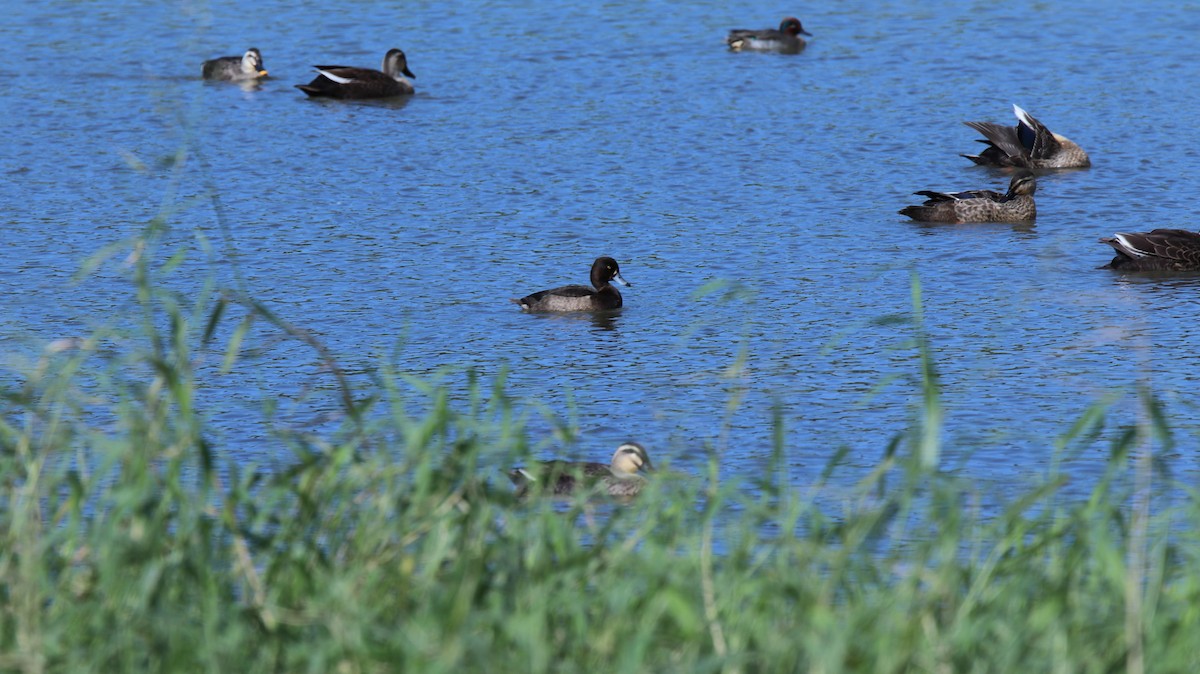 Tufted Duck - Chi-Hsuan Shao