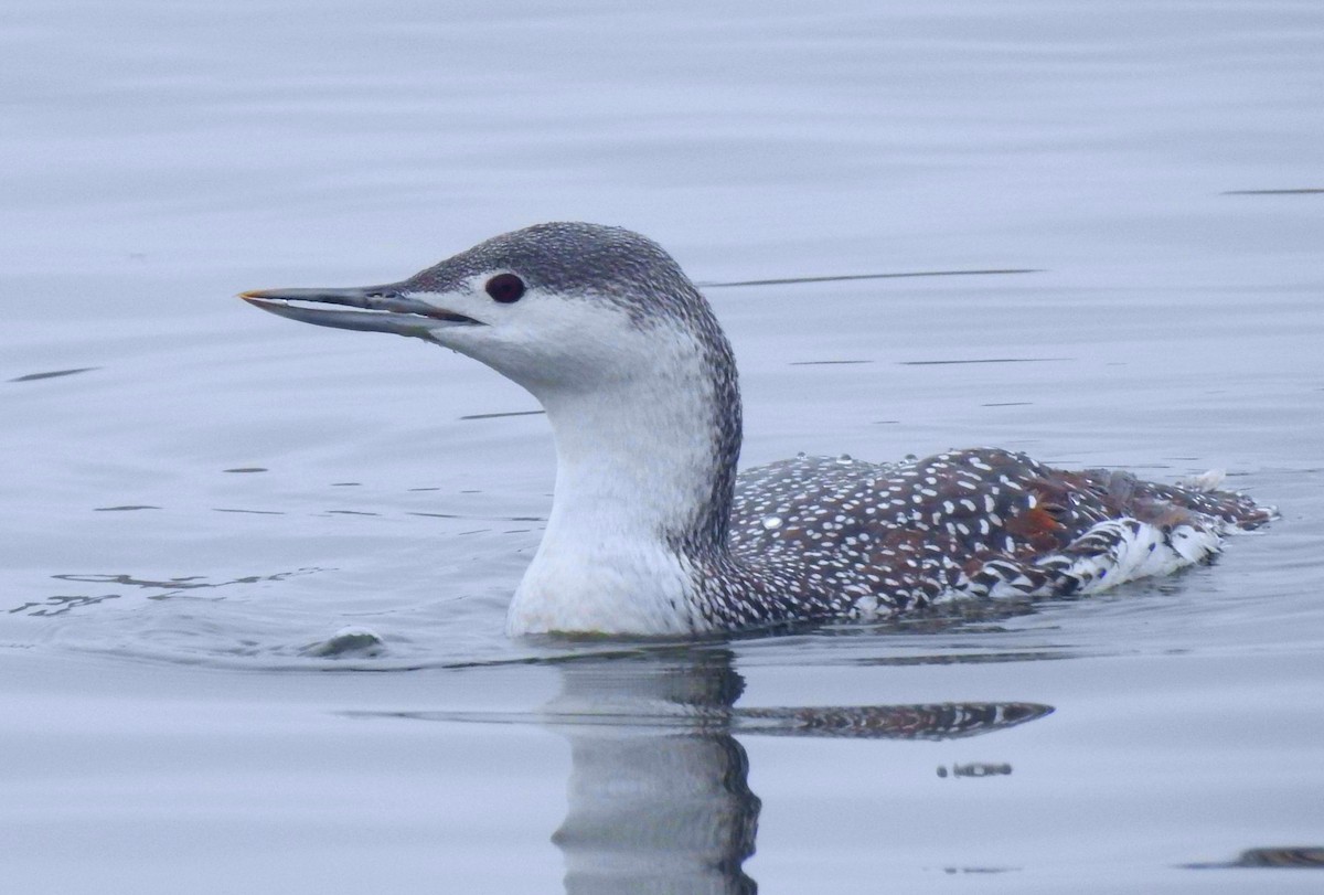 Red-throated Loon - ML192024361