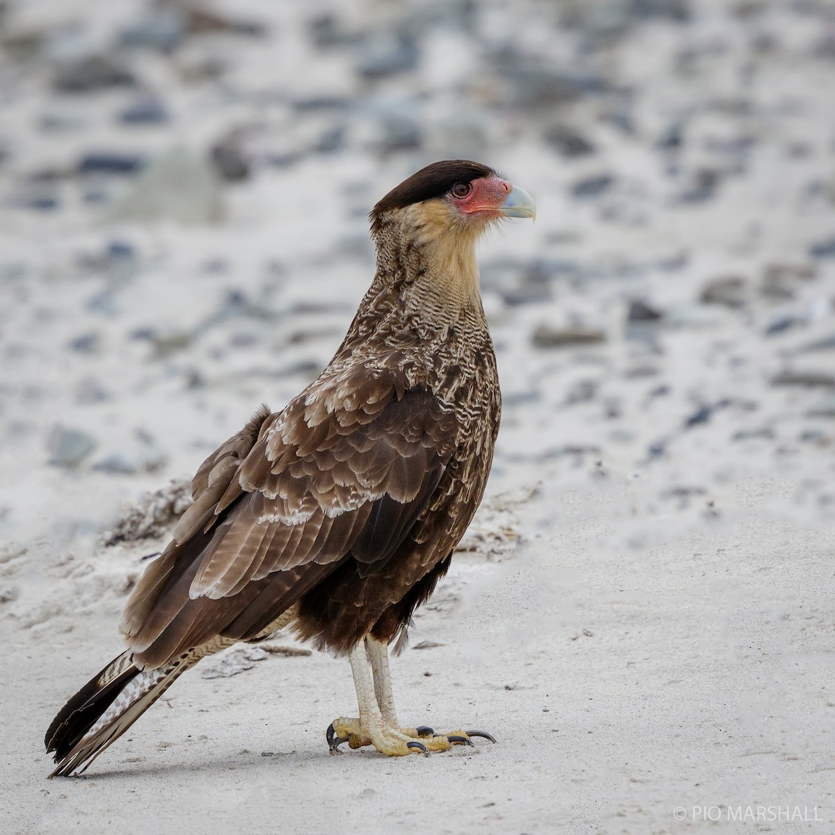 Crested Caracara (Southern) - ML192026601