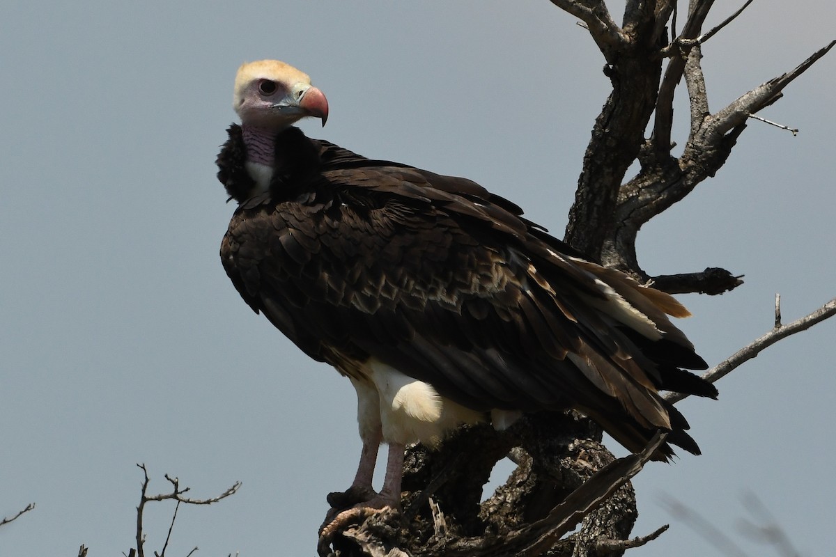 White-headed Vulture - Maryse Neukomm