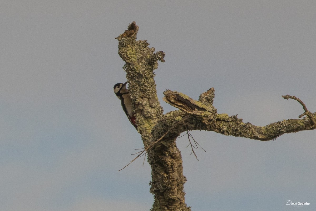 Great Spotted Woodpecker - José Godinho
