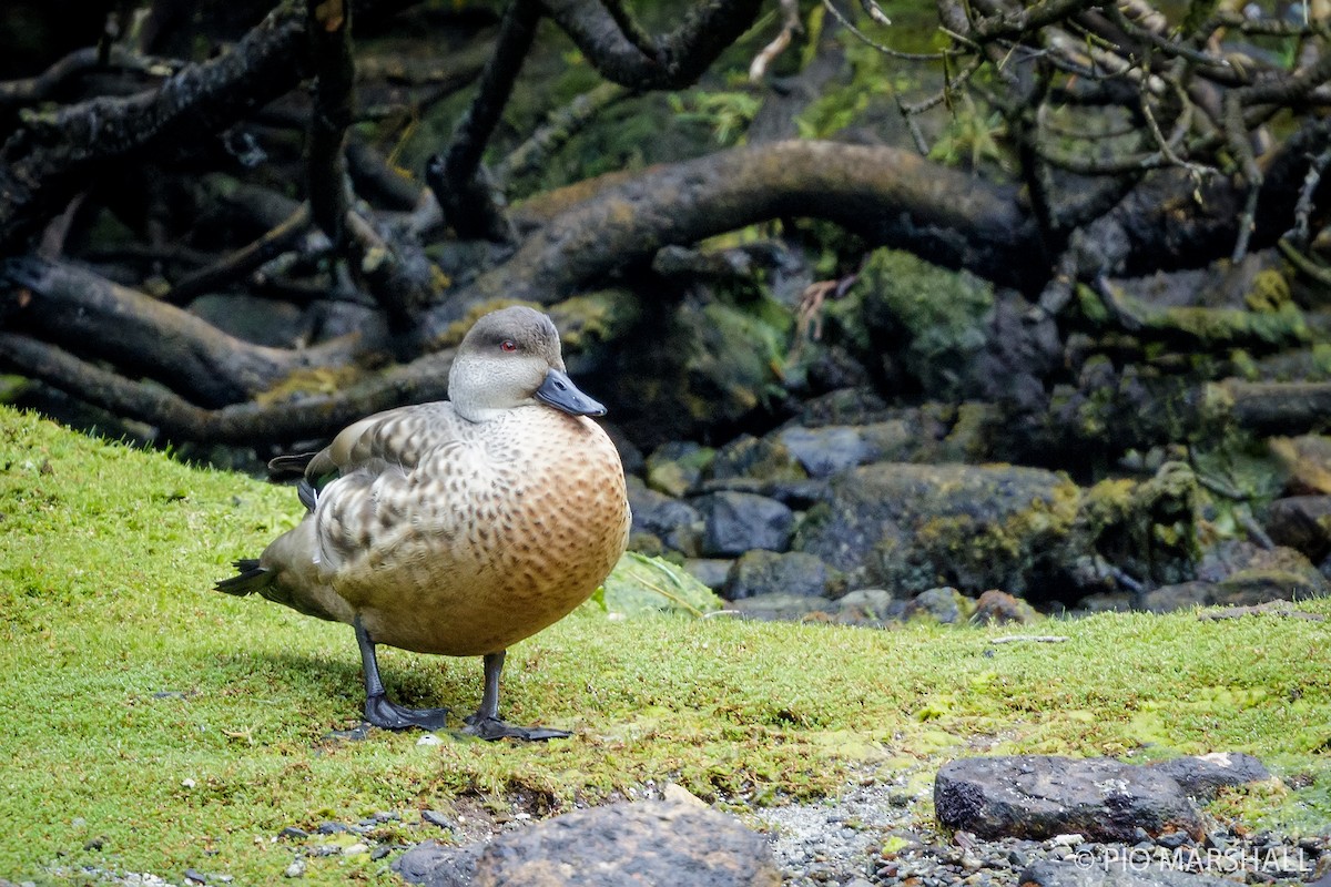 Crested Duck - ML192035911
