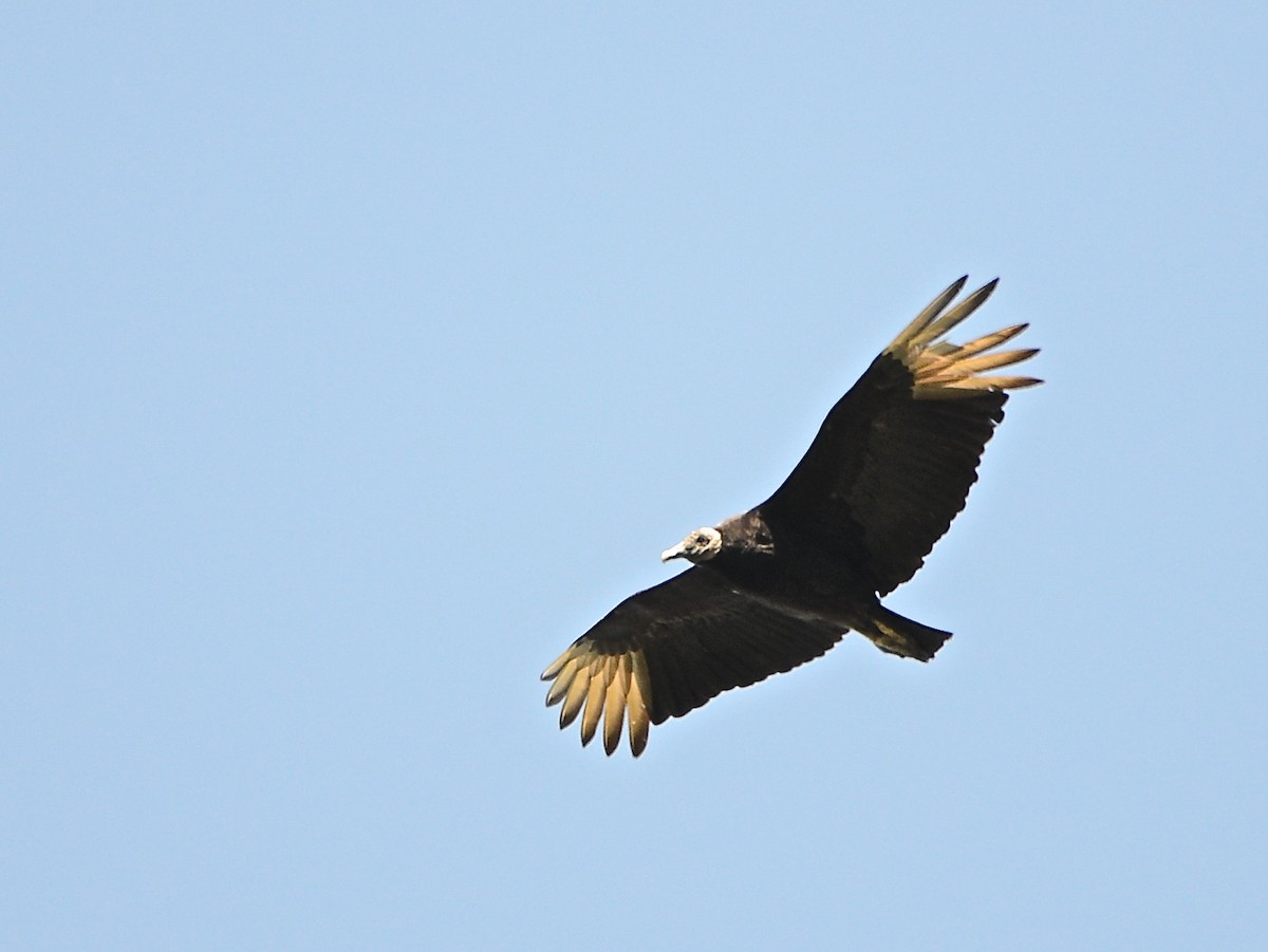 Black Vulture - ML192037651