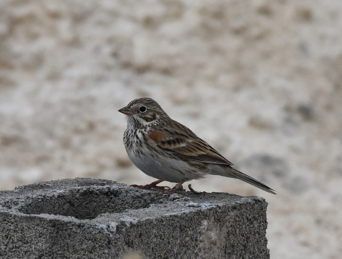Vesper Sparrow - Mauricio López