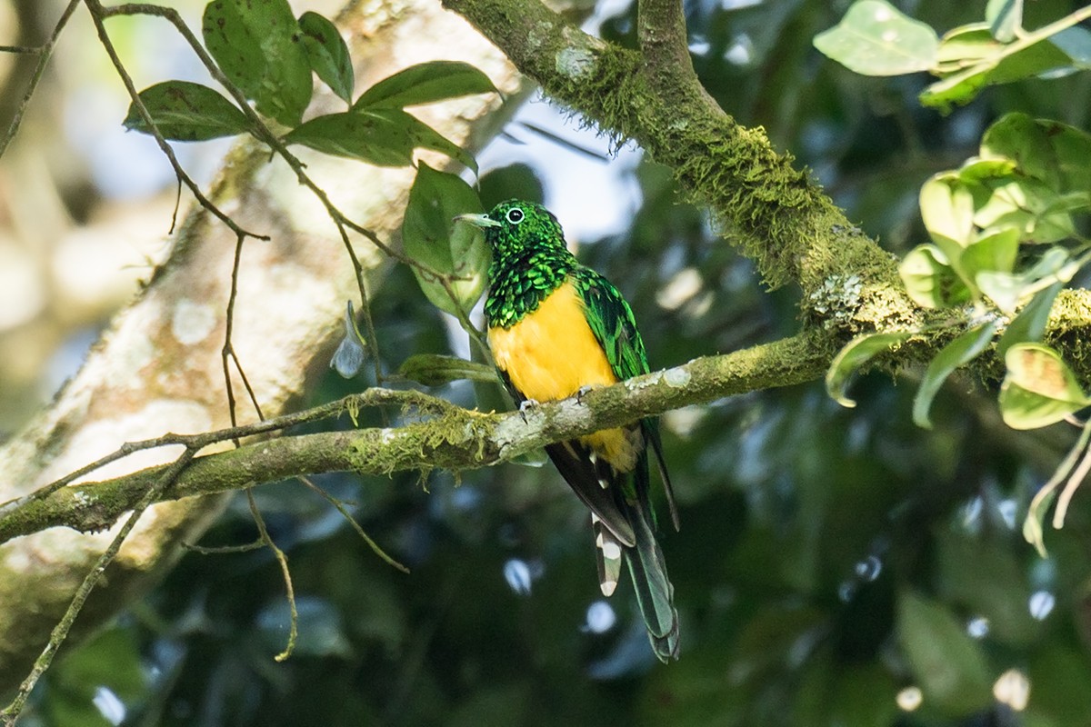 African Emerald Cuckoo - ML192041481