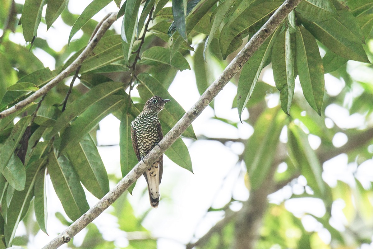 African Emerald Cuckoo - Wich’yanan Limparungpatthanakij