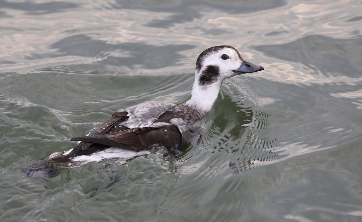 Long-tailed Duck - ML192044731