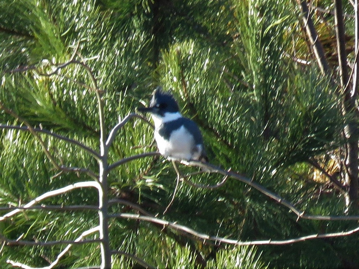 Belted Kingfisher - ML192045701