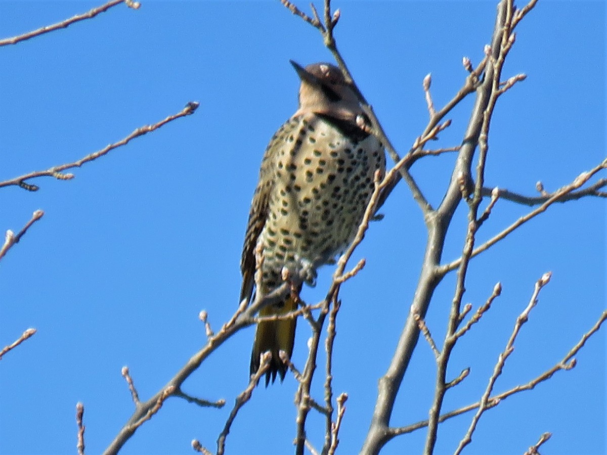 Northern Flicker (Yellow-shafted) - ML192045841