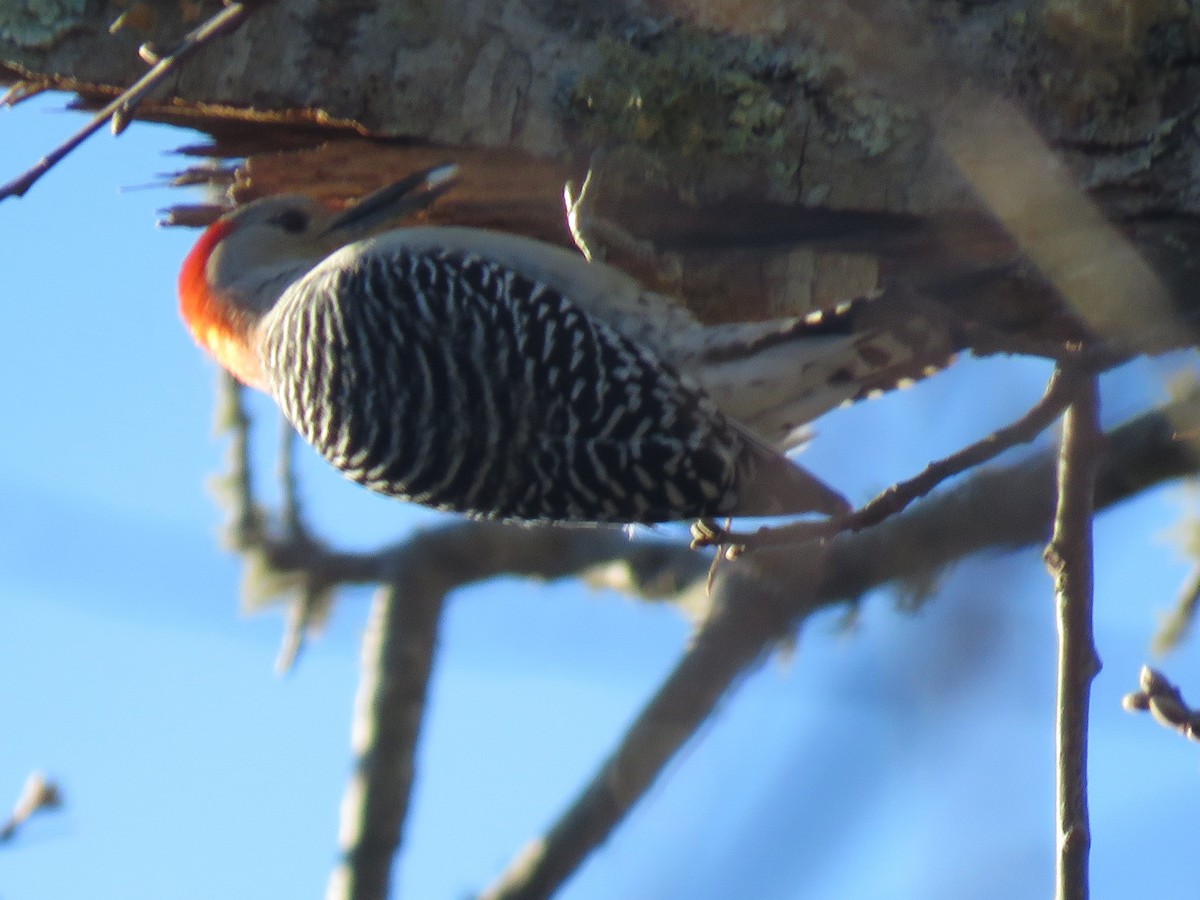 Red-bellied Woodpecker - Roger Debenham