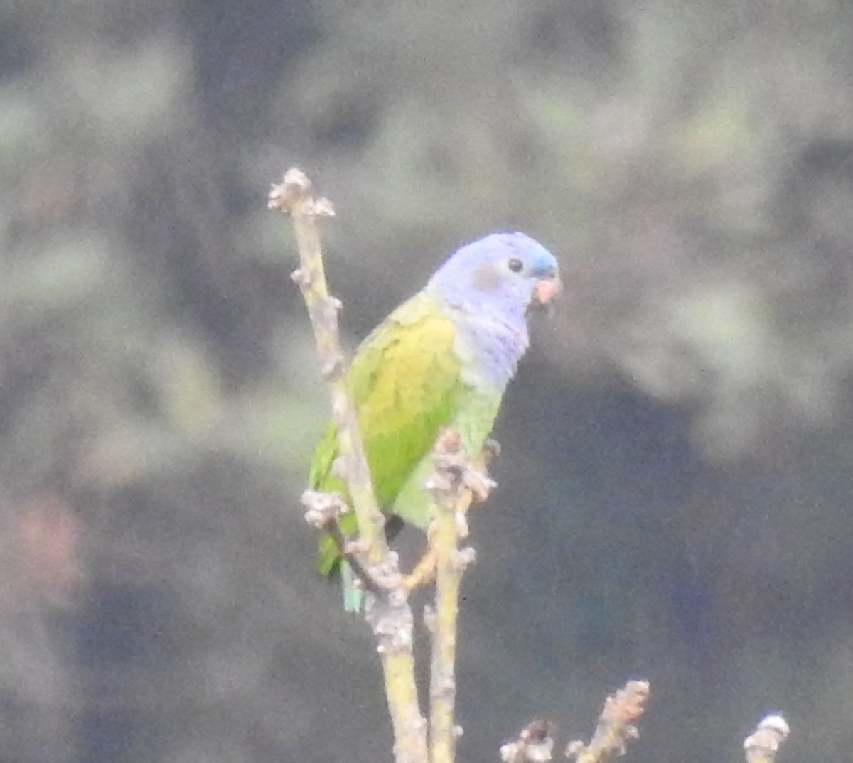 Blue-headed Parrot - David Smith