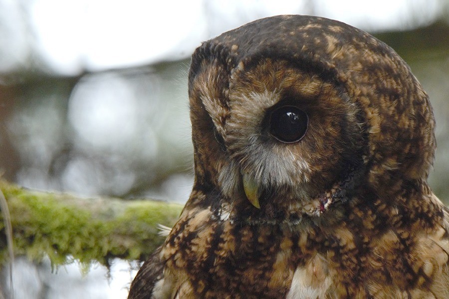 Himalayan Owl - Dibyendu Ash