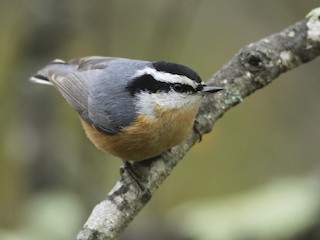 red breasted nuthatch