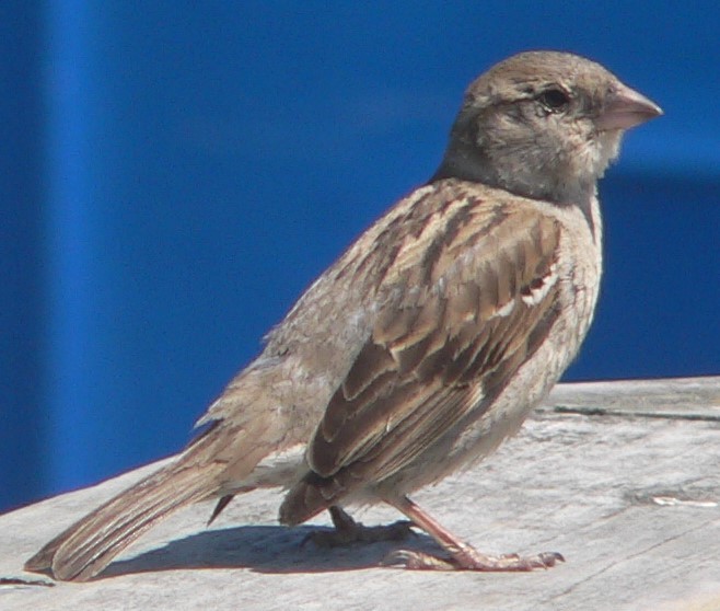 House Sparrow - William Flack