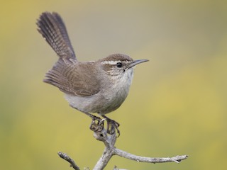  - Bewick's Wren