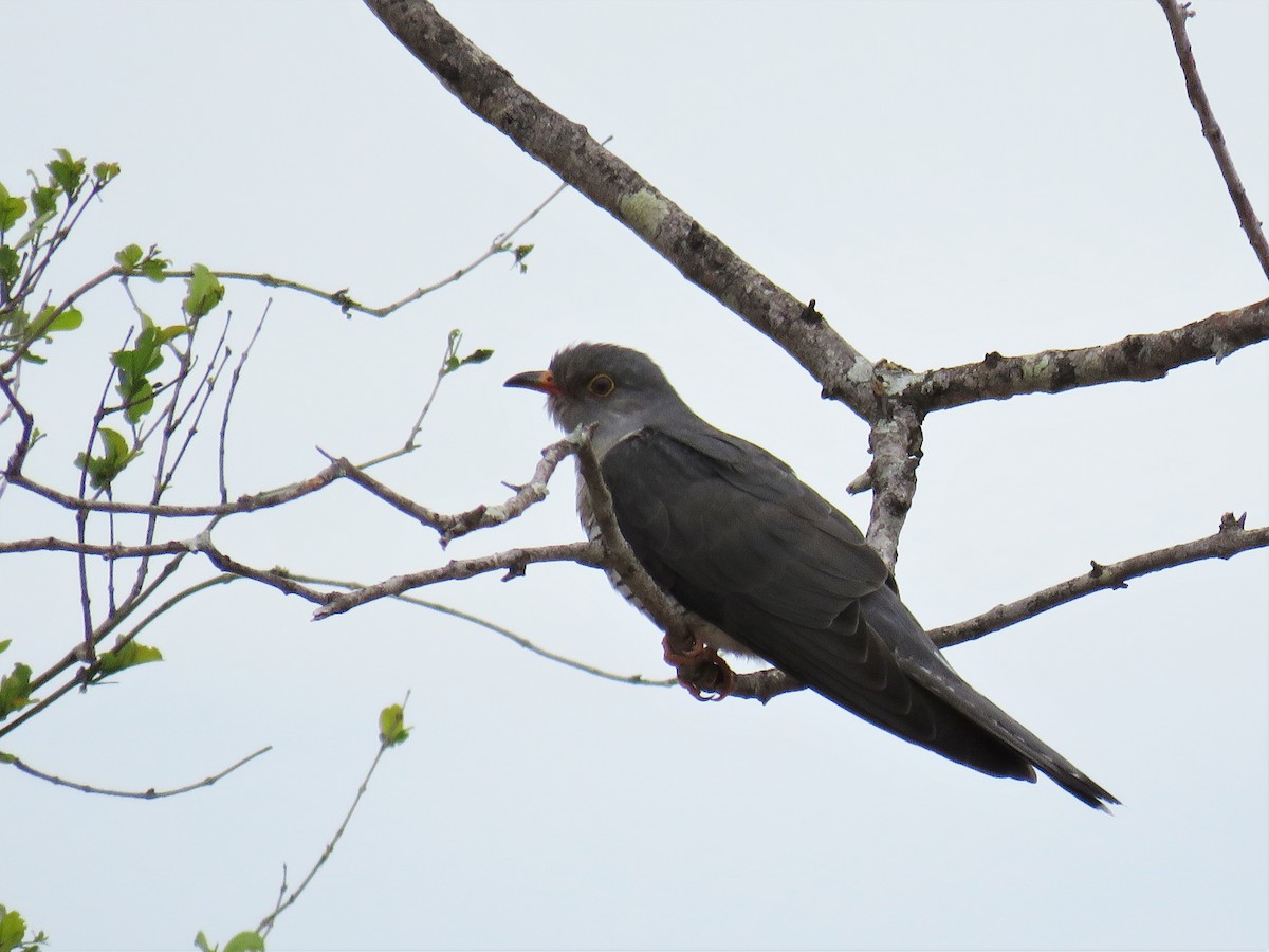 African Cuckoo - ML192060441