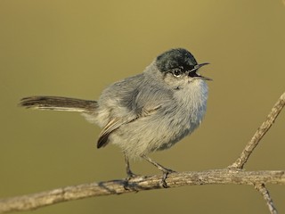  - California Gnatcatcher
