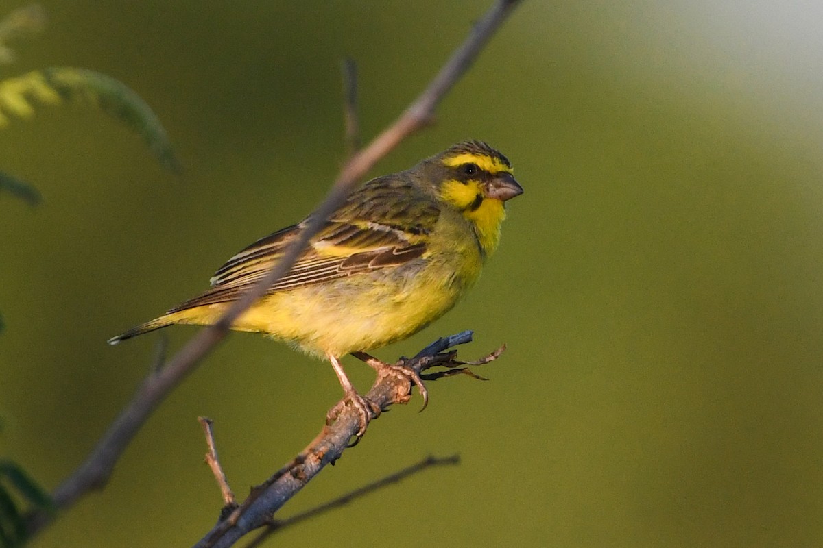 Yellow-fronted Canary - ML192062711