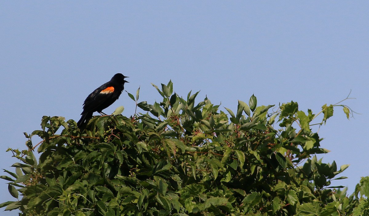 Red-winged Blackbird (Red-winged) - ML192062931