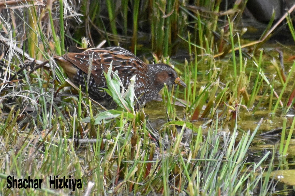 Spotted Crake - ML192065651