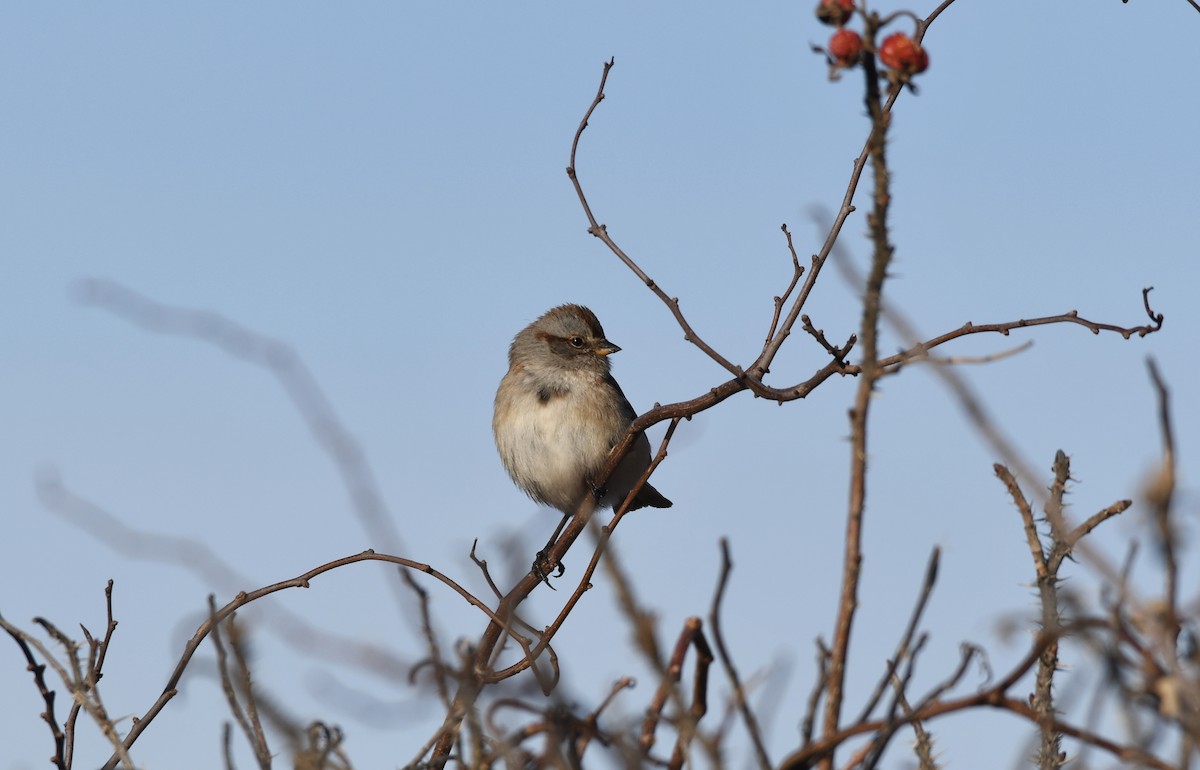 American Tree Sparrow - Sue Palmer