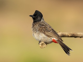  - Red-vented Bulbul
