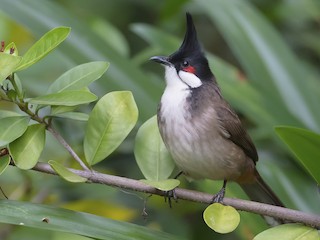 Red-whiskered Bulbul on a tree hong kong maper
