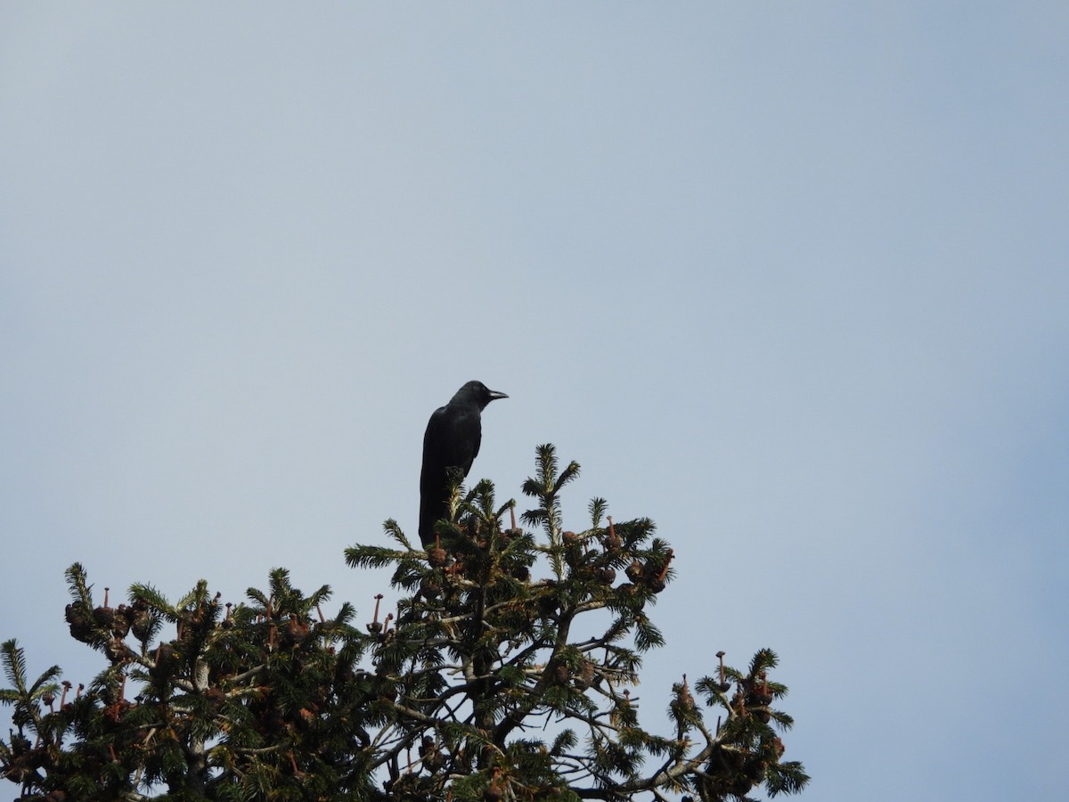 Large-billed Crow - ML192071491