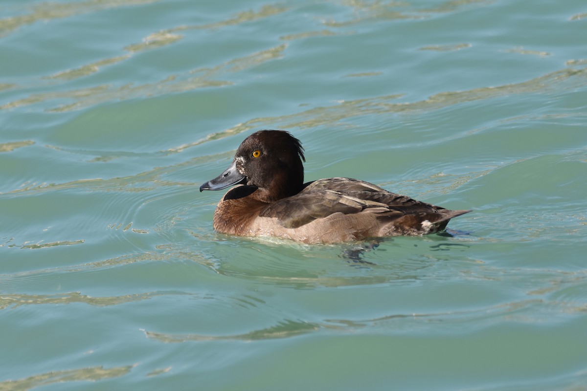 Tufted Duck - ML192076861