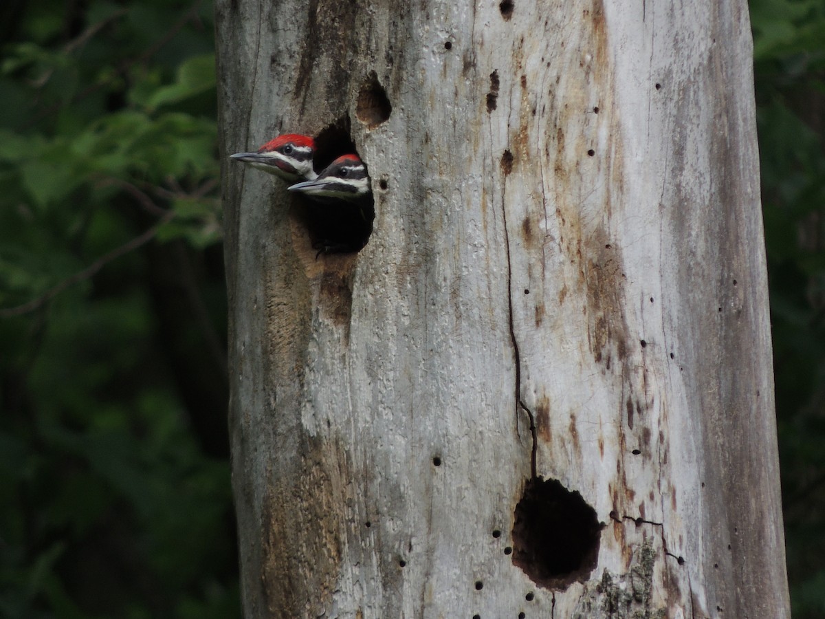Pileated Woodpecker - Paul Suchanek