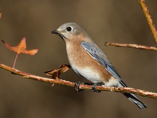 Eastern Bluebird - Sialia sialis - Birds of the World