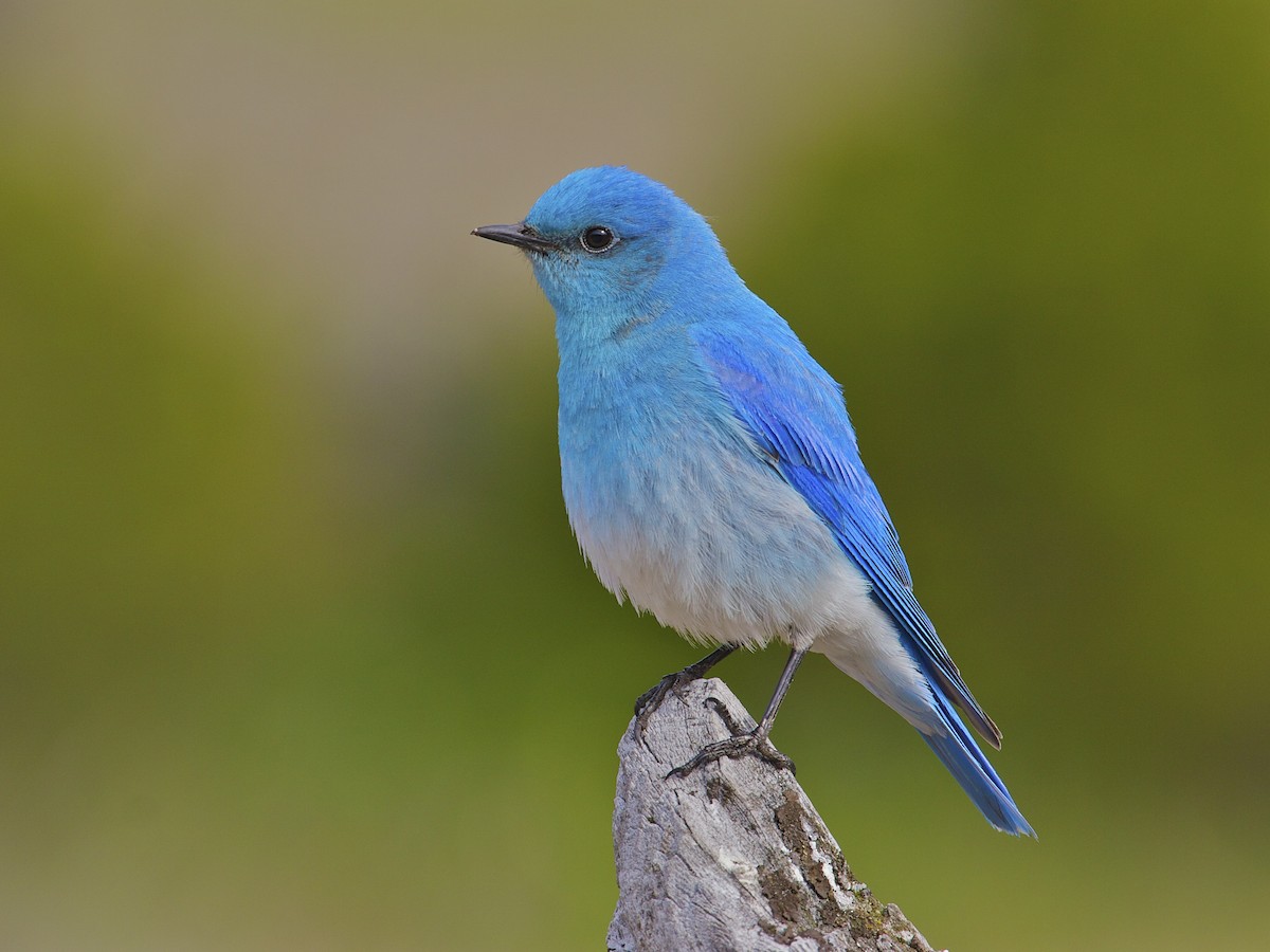 Mountain Bluebird - eBird