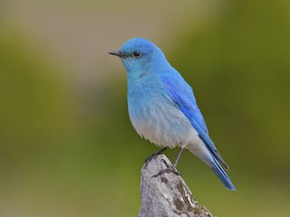 ANILLO DE FIJACION PARA SOPORTE Mountain Bluebird - Sialia currucoides - Birds of the World Mountain Bluebird - Sialia currucoides - Birds of the World  