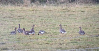 Greater White-fronted Goose (Greenland), ML192089111