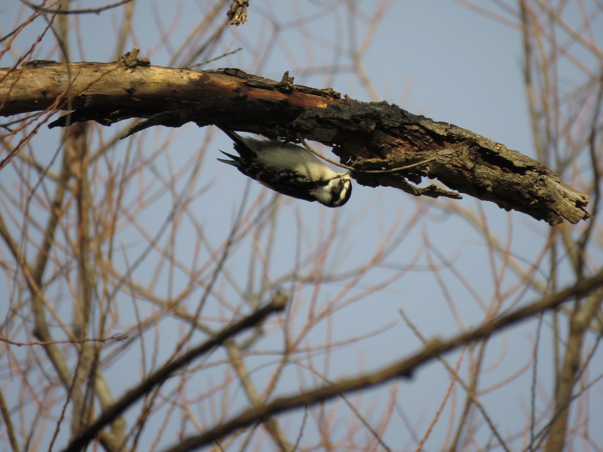 Downy Woodpecker - ML192092751
